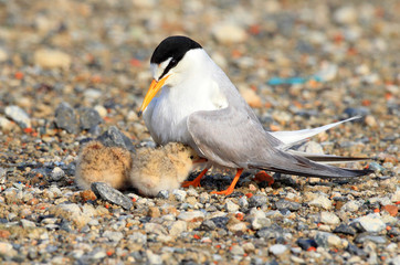 Little Tern (Sterna albifrons) nesting in Japan