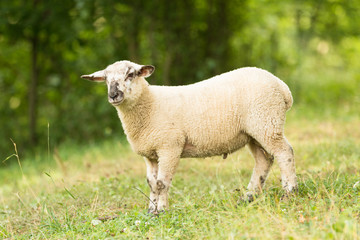 little lamb sheep standing alone on the green spring pasture in countryside farm