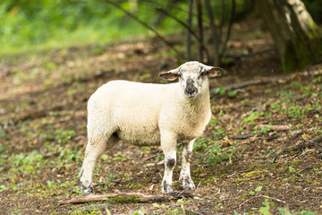 little cute wooly sheep lamb standing outdoors on early spring pasture