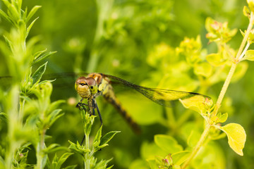 wild beautiful dragonfly resting in green leaves in nature park