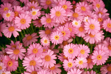 Bright flowerbed with pink flowers.