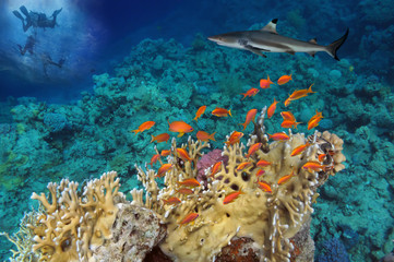 Fototapeta premium Shark (Rhincodon typus) with divers