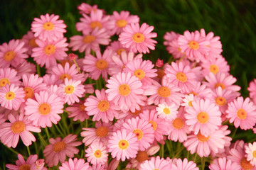 Bright flowerbed with pink flowers.