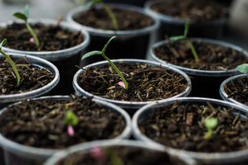 The beginning of a sapling of a plant.