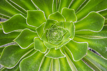 Aeonium praegeri
