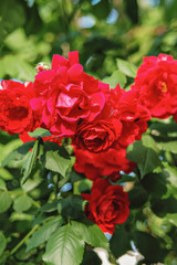 Red roses in the garden
