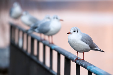 Waiting for the winter