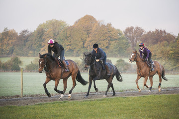 Race horses on the gallops. Three riders and horses galloping along a cinder path. 