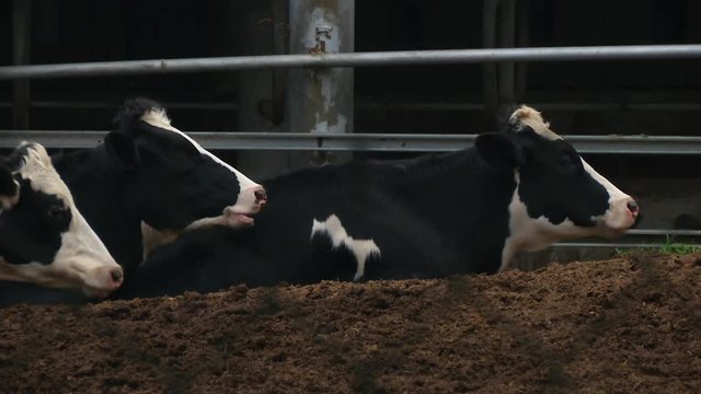 Holstein dairy cows eating hay in Tunghai University