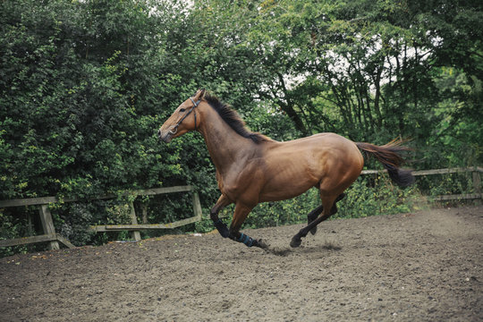 A bay thoroughbred racehorse in a paddock, lunging ring, cantering on a curve. 