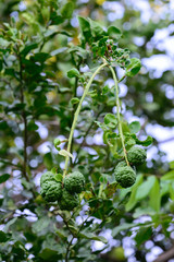 Kaffir lime on tree.
