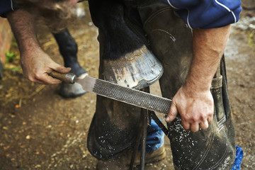 A farrier filing the hoof of a horse he is shoeing. 