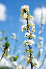White japan sakura branch against blue sky