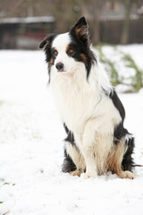 Border collie sitting