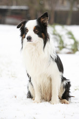 Border collie sitting