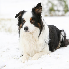 Border collie in winter