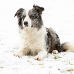 Border collie in winter