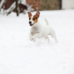 Jack russell terrier jumping in winter