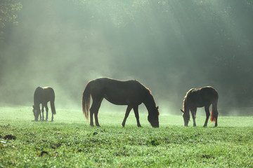 Morning sunlight in foggy countryside meadow with domestic brown horses.