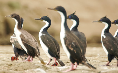 Walk Cormorans in Peninsula Valdes