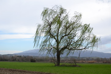isolated weeping willow in the wind
