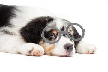 A small Australian Aussie shepherd puppy lies on a white background in funny round glasses. Background is isolated.