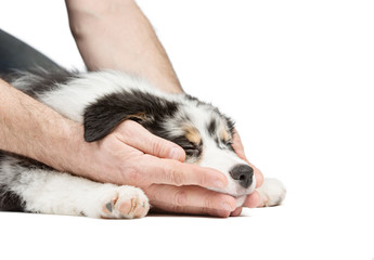 Men's hands tenderly and carefully hold a sleeping puppy of the Australian shepherd Aussie. Background is isolated.