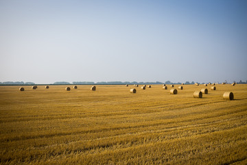 Obraz premium Rolls of haystacks on the field. Summer farm scenery with haystack on the Background of beautiful sunset. Agriculture Concept.Harvest concept