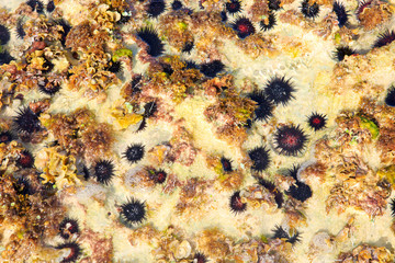 Black sea urchin on sand.