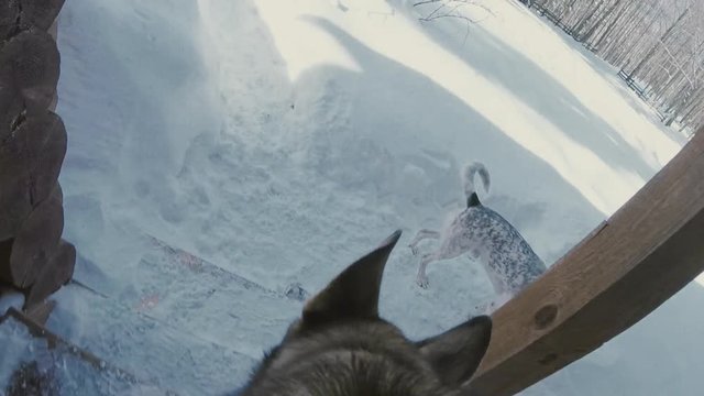 Dog running through the snow in winter with action camera Gopro