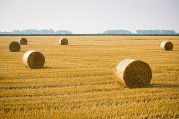 Rolls of haystacks on the field. Summer farm scenery with haystack on the Background of beautiful sunset. Agriculture Concept.Harvest concept
