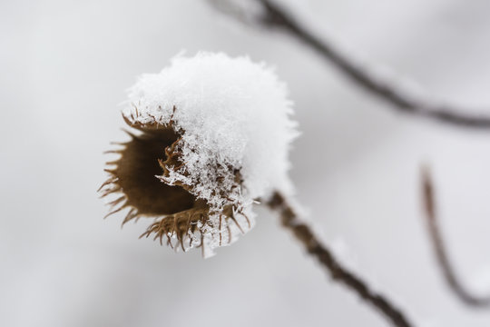 Snowy beechnuts on branches.