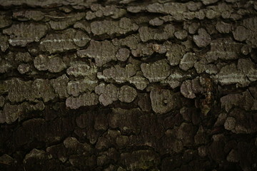 Текстура коры дерева © vasilaleksandrov