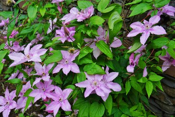 Pale pink single clematis flower on the vine