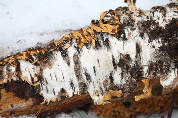 Кора берёзы 