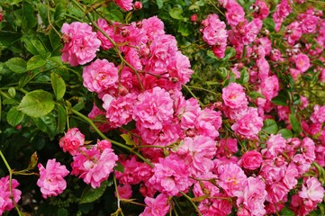 Pink shrub roses in a cottage garden