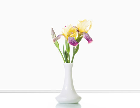Beautiful iris flowers in white vase