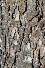 The texture of natural wood