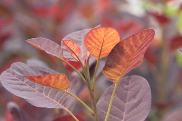 Obraz premium Cotinus coggygria Royal Purple Blätter 5