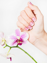 Closeup of female hands and fingers manicured. Fingernails with french spring manicure close to branch of orchid flowers isolated on white background. Painted with modern gel-polish with top cover.