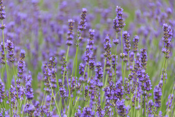 Fototapeta premium lavender flower field in summer