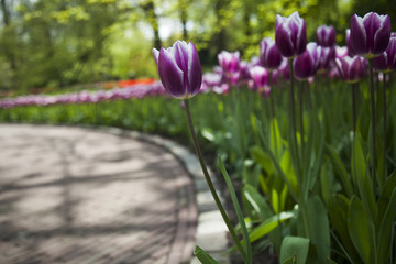 Garden, flower background, tulips