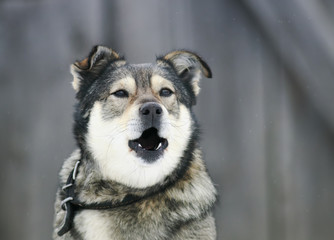 portrait of a funny dog barks menacingly Baring his teeth