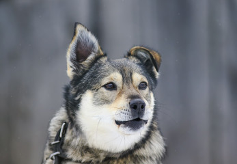 beautiful funny dog stands and barks in the yard