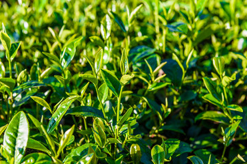 Green tea bud and fresh leaves on blurred background - tea plantations