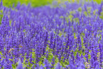 lavender flower field in summer
