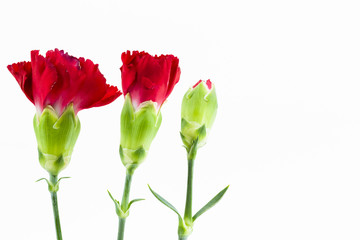 beautiful dianthus flower isolated on white background