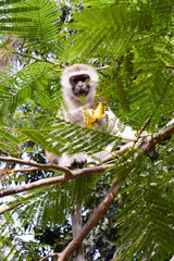 Monkey vervet on a tree eating a mango