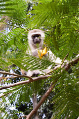 Monkey vervet on a tree eating a mango