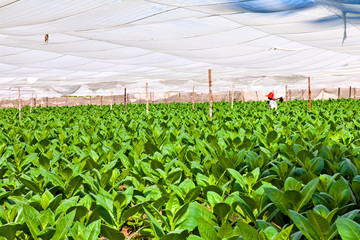 Tobacco plantation  in greenhouse, Pinar del Rio, Cuba (Robaina)